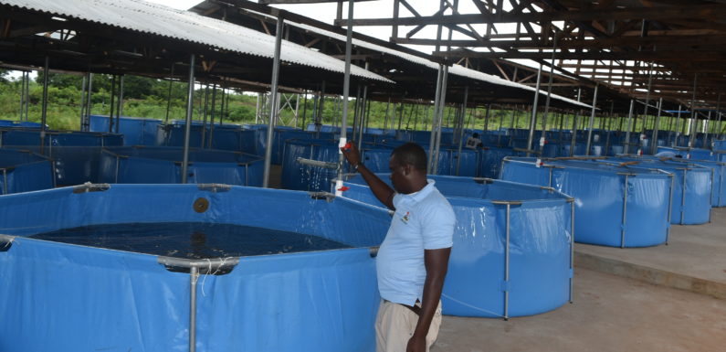Delta State Fast Becoming Fish, Rice, Poultry Hub For Economic Development Through YAGEP Scheme