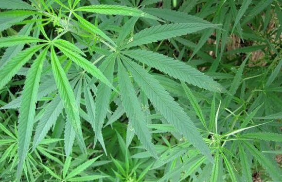 Cannabis Sativa Can’t Be Legalised Under Prevailing Security Situation In Nigeria -Marwa