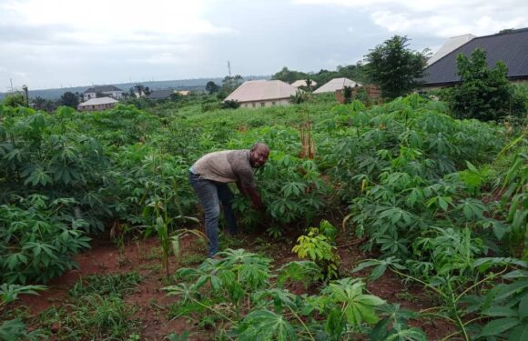 YAGEP Beneficiary Calls for More Agric Investments
