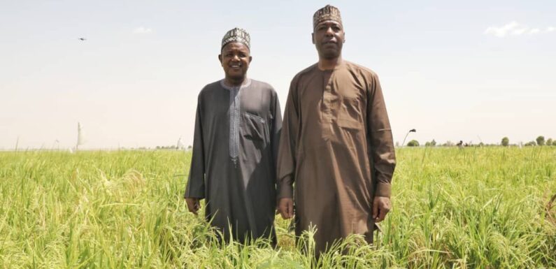 Damasak: Bagudu, Zulum tour Borno’s 3,000-hectare rice farm