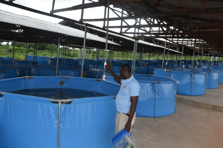 Delta State Fast Becoming Fish, Rice, Poultry Hub For Economic Development Through YAGEP Scheme