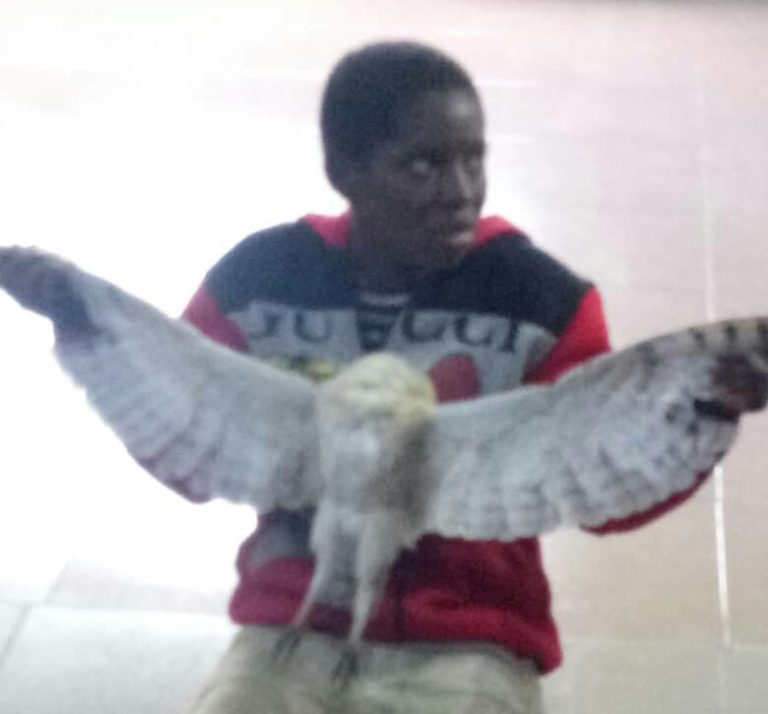 Pandemonium As Alleged “Witch” Turned Human Fell Down After Guards Shot Owl