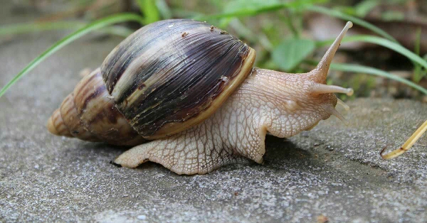 FEATURES: WHY SOME COMMUNITIES IN ISOKO LAND FORBIDS SNAIL