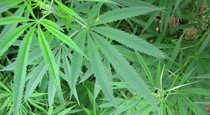 Cannabis Sativa Can’t Be Legalised Under Prevailing Security Situation In Nigeria -Marwa