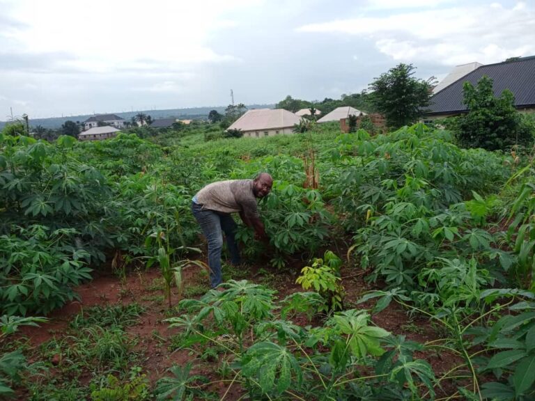 YAGEP Beneficiary Calls for More Agric Investments
