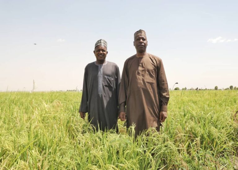 Damasak: Bagudu, Zulum tour Borno’s 3,000-hectare rice farm