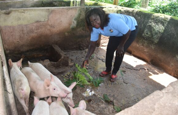 <strong>YAGEP Was a Boost to my Farm, Says </strong><strong>Achuba</strong>