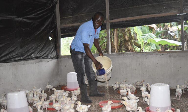 <strong>YAGEP Is a</strong><strong>n Encouragement to Youths in Agriculture-Ejotugbo</strong>