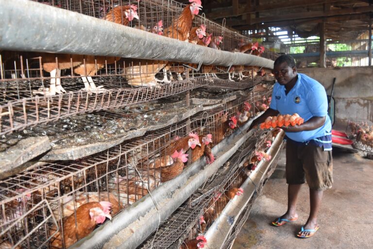 <strong>I Feed My Family from YAGEP Farm Produce, Says Mozea</strong>