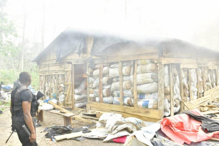 NDLEA Storms Edo forest, Destroys 7,286kgs Skunk After Gun Duel