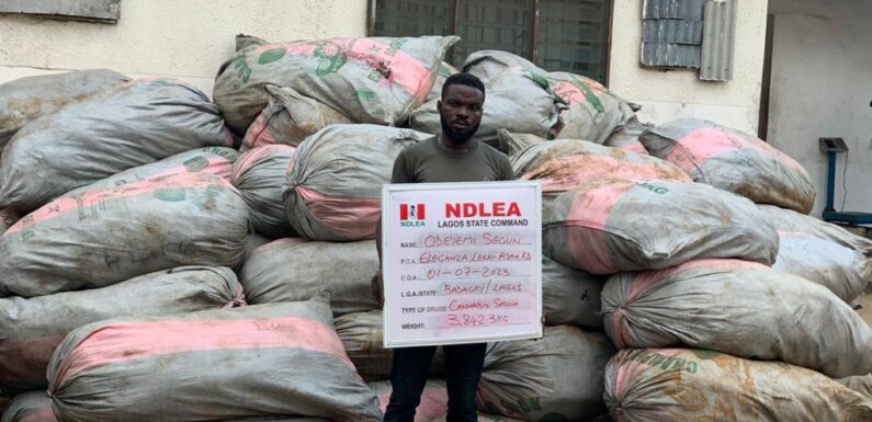 4,560kg skunk seized in raids in Lagos, Adamawa, Osun